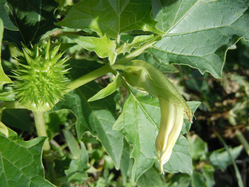 Frutti spinosi - Datura stramonium